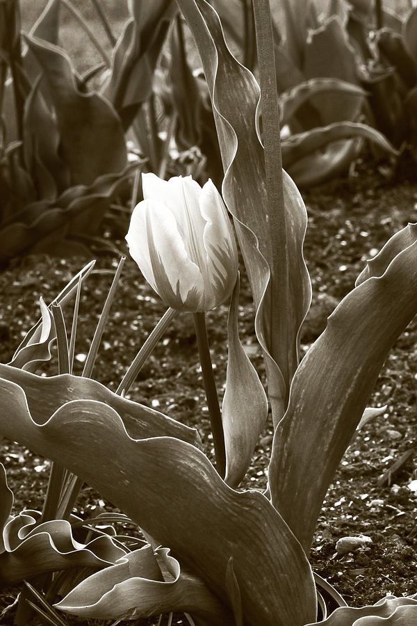 Single Tulip Sepia  Photograph by James Steele