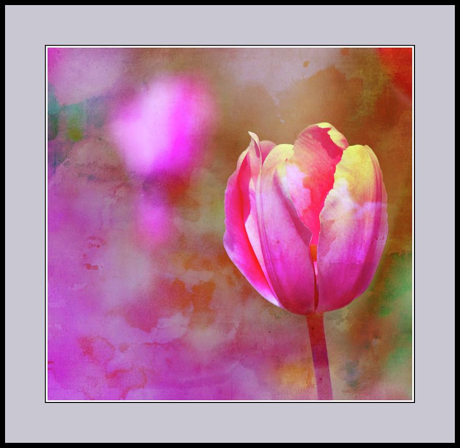 Single Tulip Photograph by Virginia Folkman