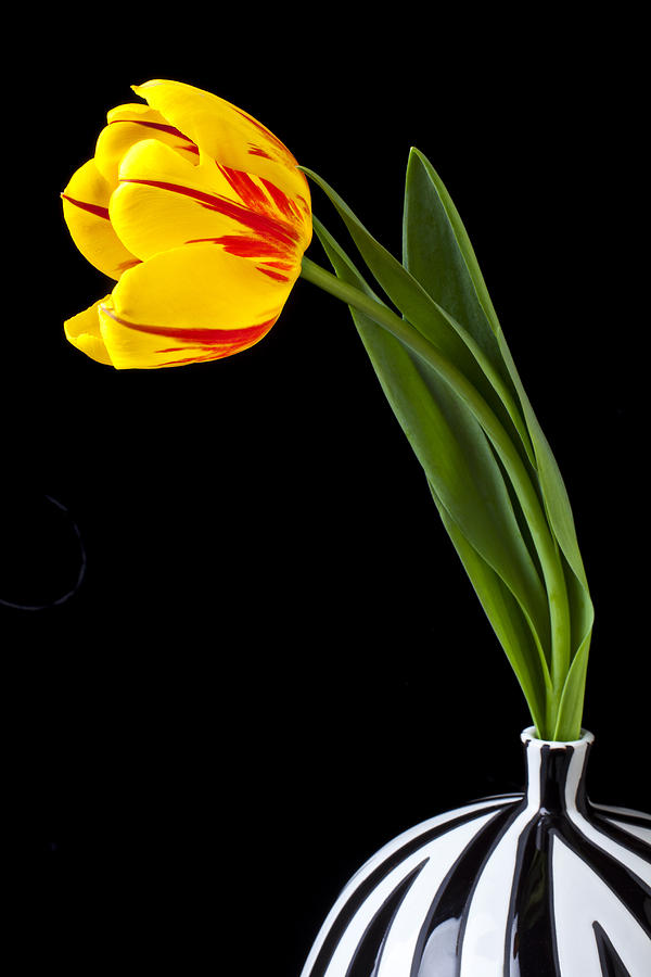 Single tulip with vase Photograph by Garry Gay