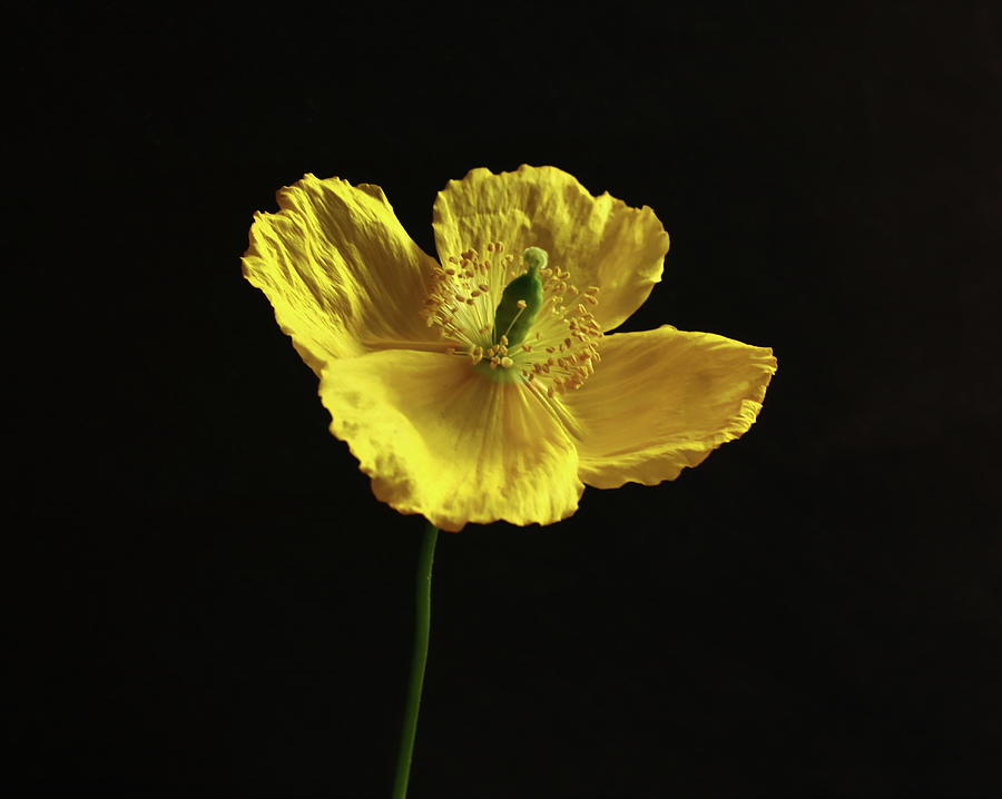 Single Welsh Poppy Photograph by Jeff Townsend