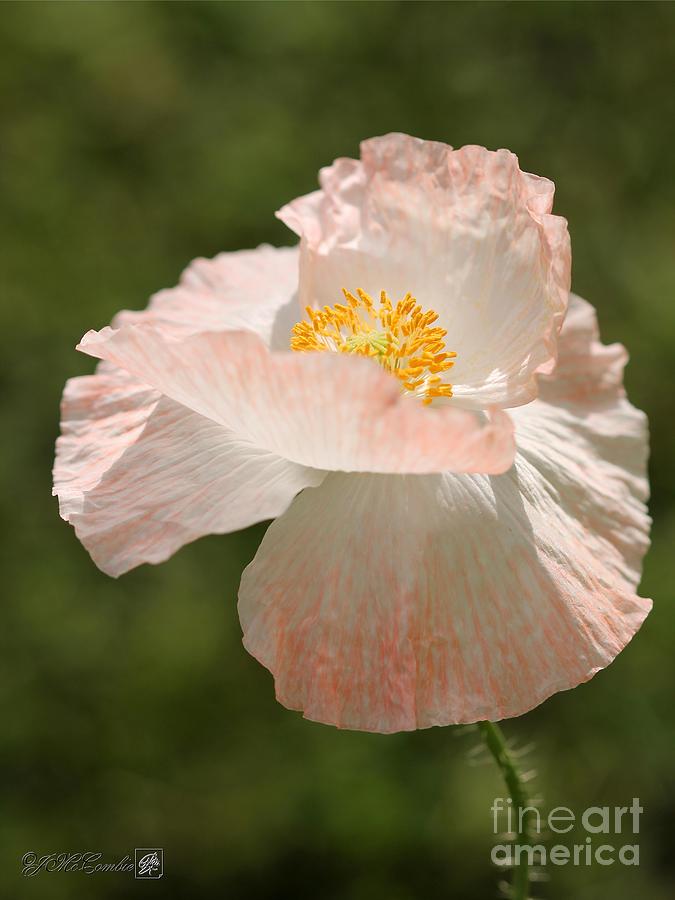 Single White and Coral Poppy from the Angels Choir Mix Photograph by J McCombie