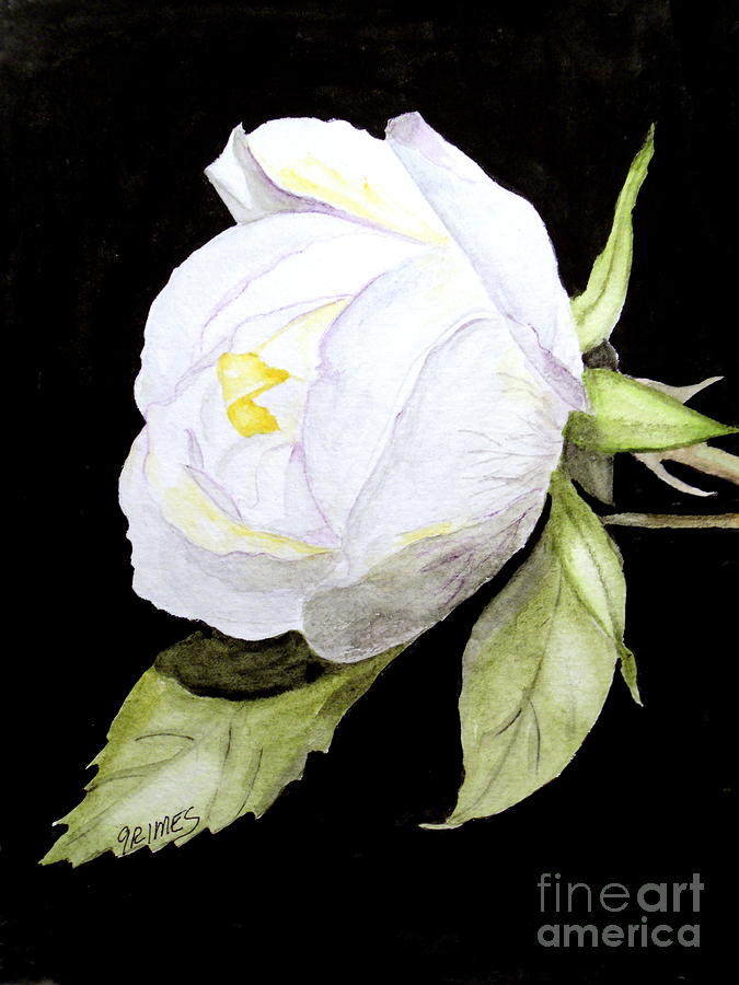 Single white  Bloom  Painting by Carol Grimes