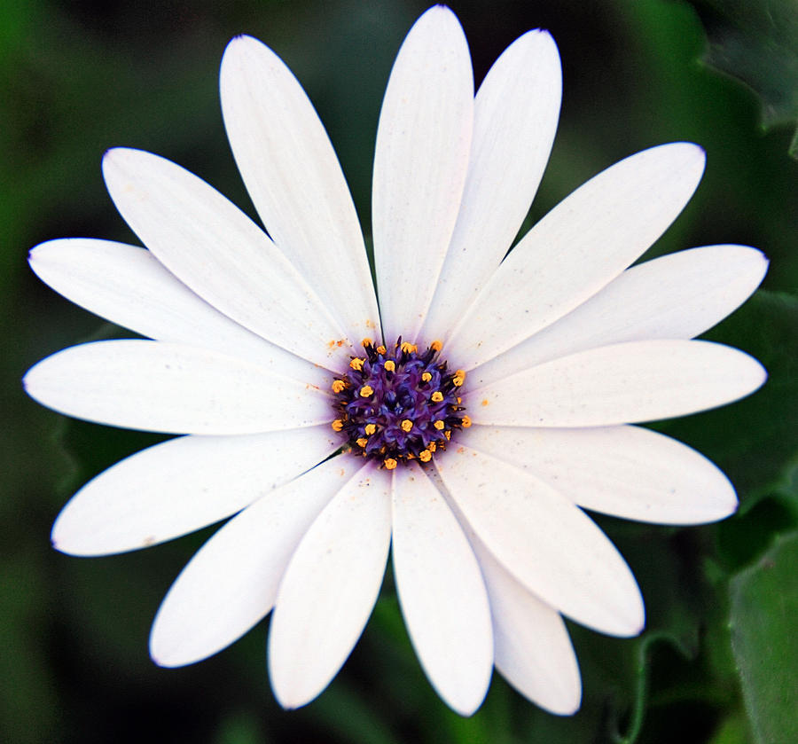 Daisy Photograph - Single White Daisy Macro by Georgiana Romanovna