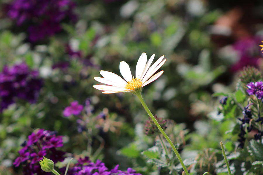 Daisy Photograph - Single White Daisy on Purple by Colleen Cornelius