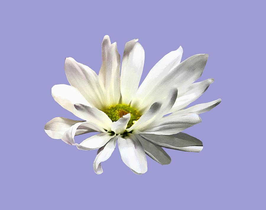 Single White Daisy Photograph by Susan Savad