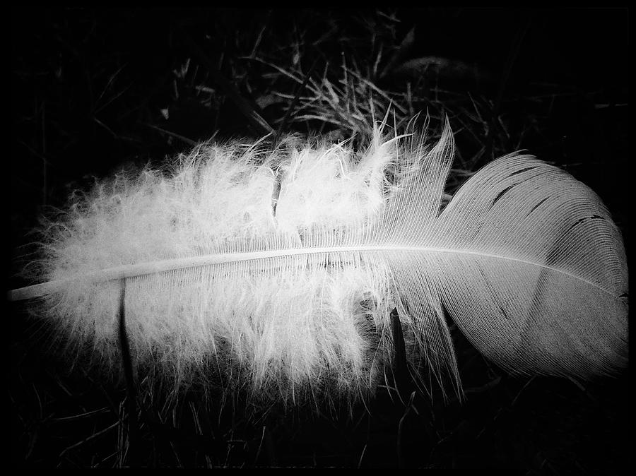 Single White Feather Photograph by Doris Aguirre