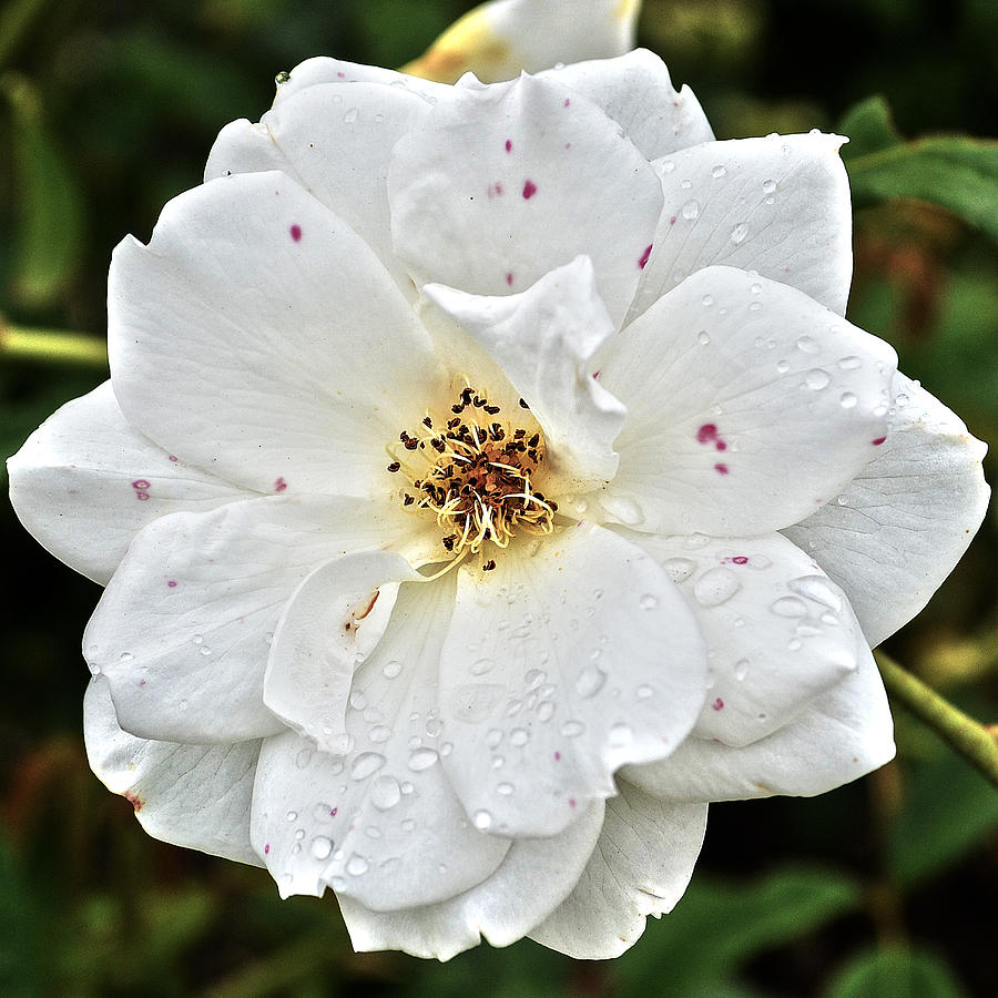 Flower Photograph - Single White Flower by Elizabeth Palmer