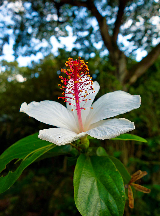 Single White Hibiscus Photograph by Robert Meyers-Lussier