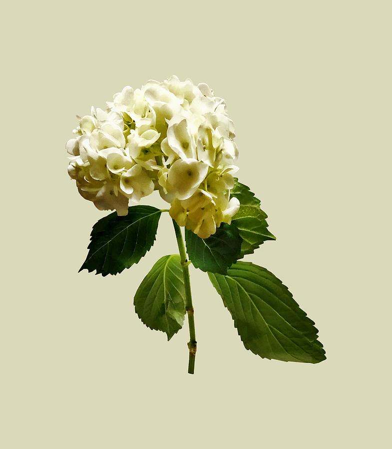 Single White Hydrangea Photograph by Susan Savad