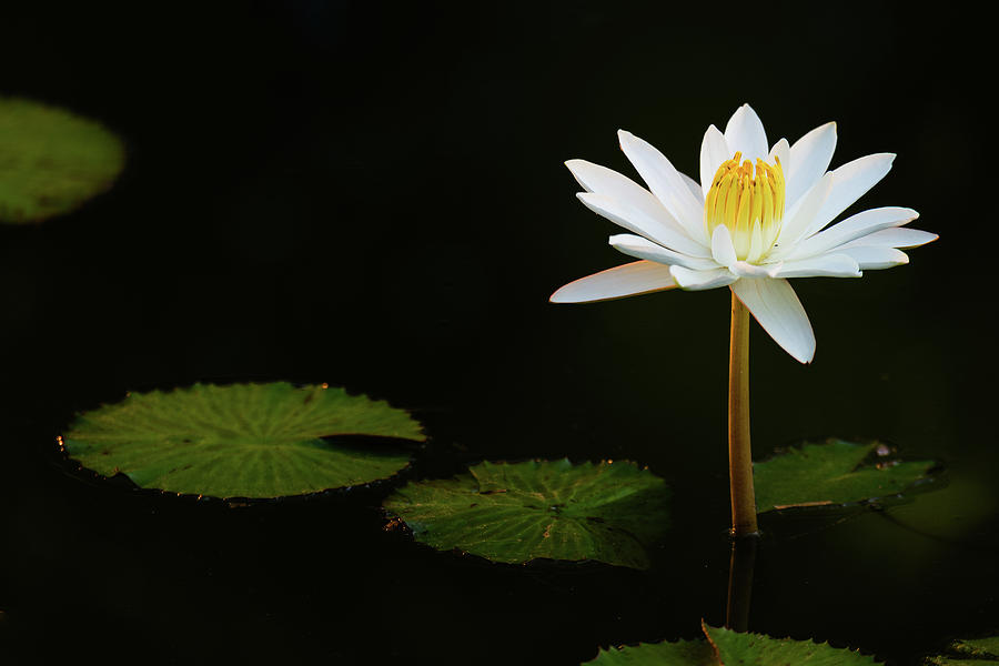 Single White Water Lily Photograph by Dennis Kowalewski