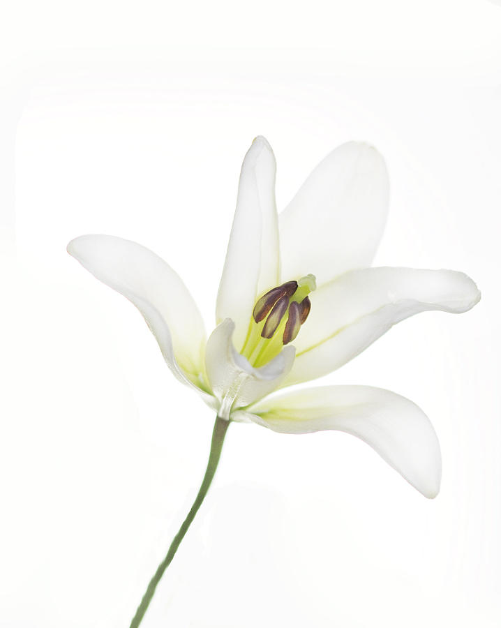 Single White Lily Photograph by Rebecca Cozart