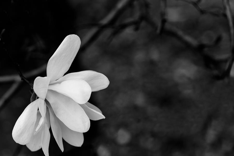 Single White Magnolia Photograph by Joni Eskridge