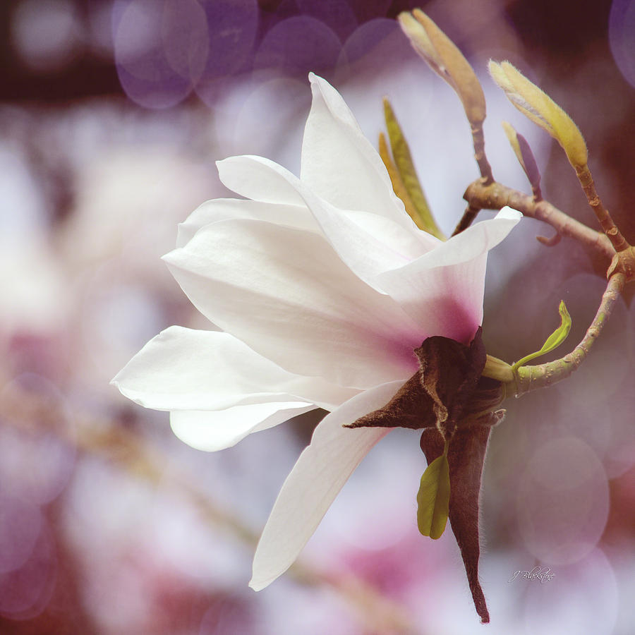 Magnolia Movie Photograph - Single White Magnolia by Jordan Blackstone
