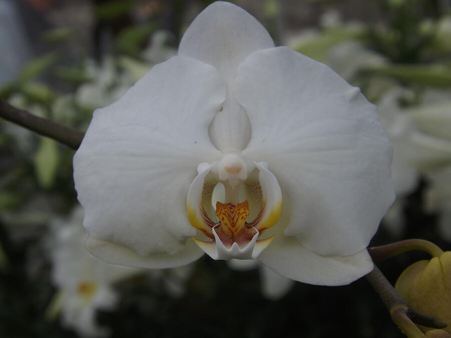 Single White Orchid Photograph by Lingfai Leung