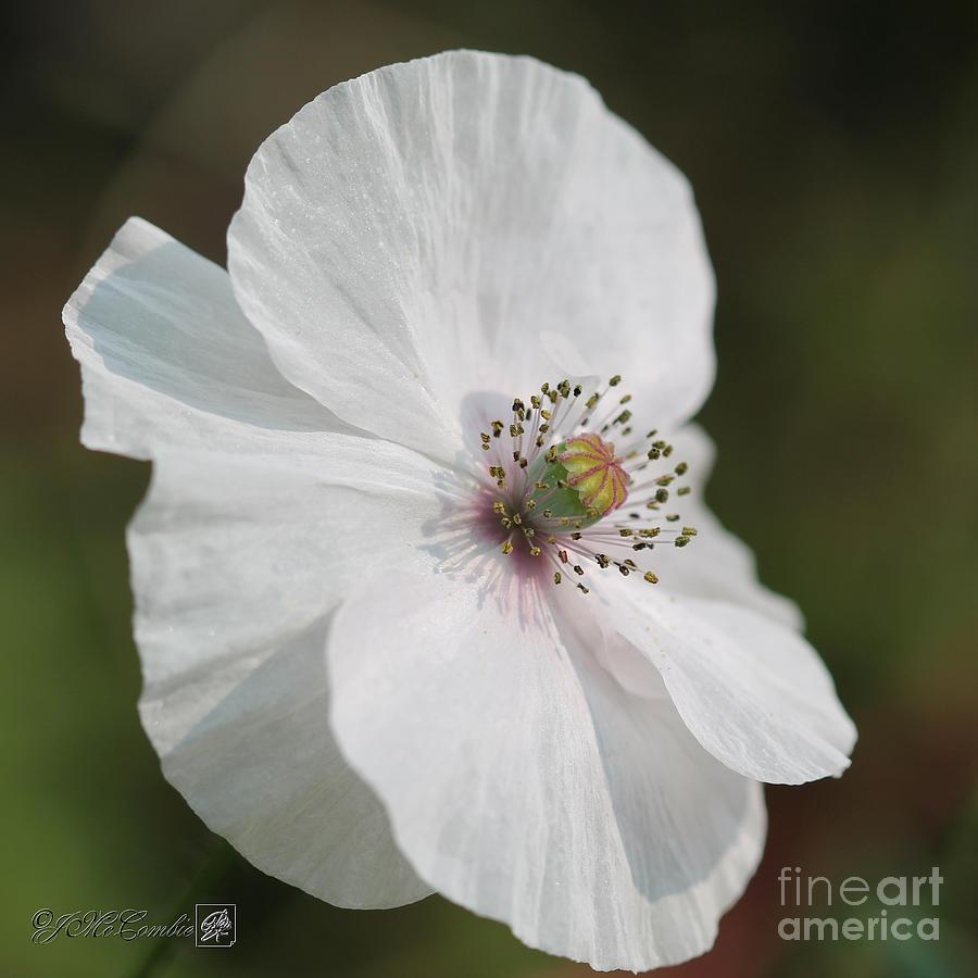 Single White Poppy from the Angels Choir Mix Photograph by J McCombie