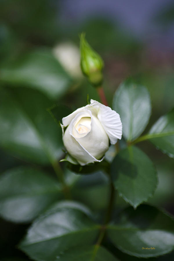 Single White Rose Photograph by Christina Rollo