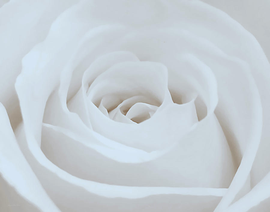 Single White Rose Photograph by Suzanne Stout