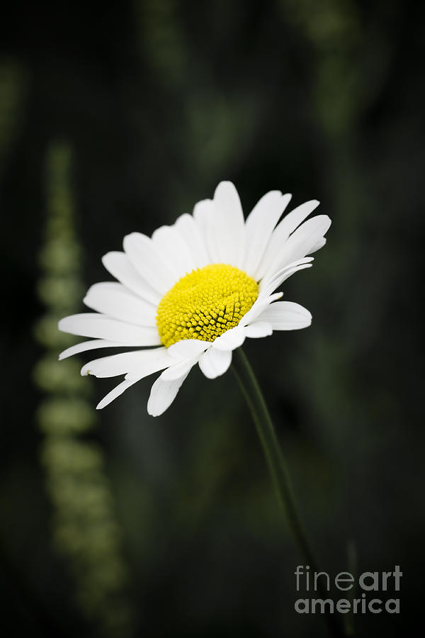 Single wild daisy Photograph by Simon Bratt