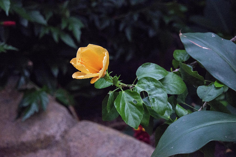 single yellow bloom by Michael Bessler single yellow bloom by Michael Bessler