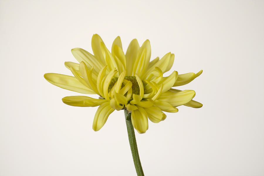 Yellow Photograph - Single Yellow Daisy by Cheryl Day