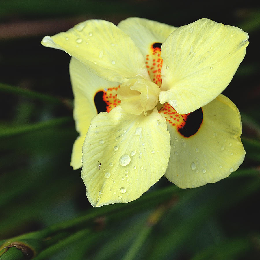 Single Yellow Flower Photograph by Elizabeth Palmer | Fine Art America