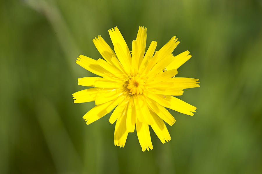 Single Yellow Flower Photograph by Matt McDonald