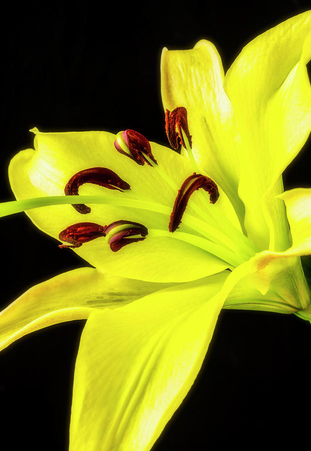 Single Yellow Lily Photograph by Garry Gay
