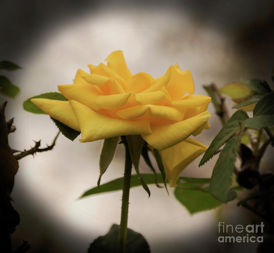 Single Yellow Rose 2 Photograph