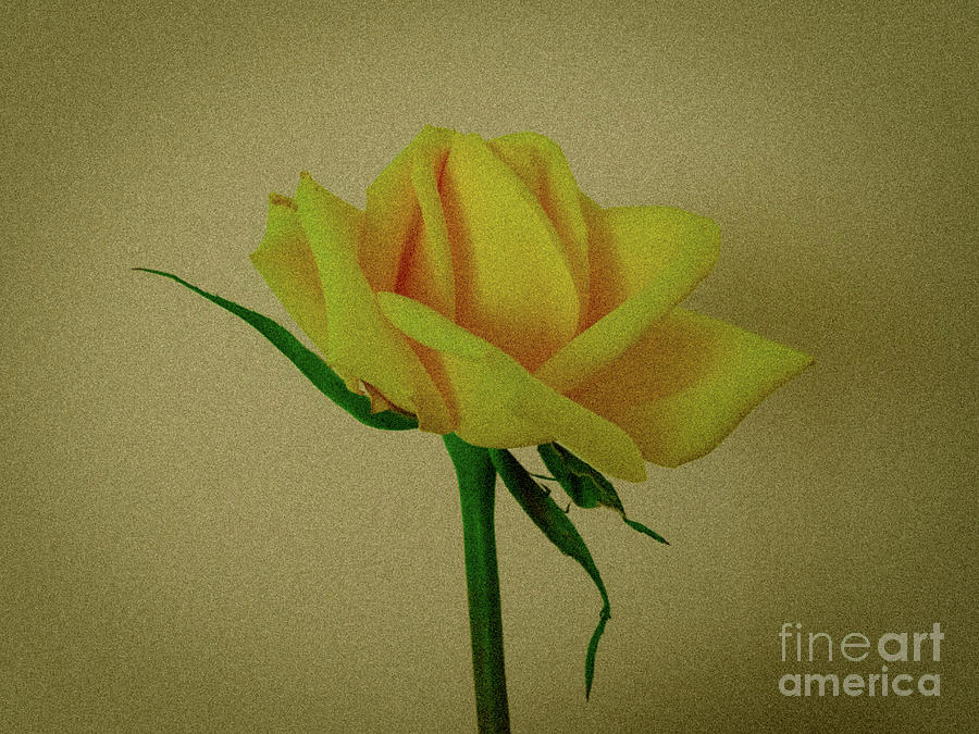 Single Yellow Rose Photograph By Camille Pascoe