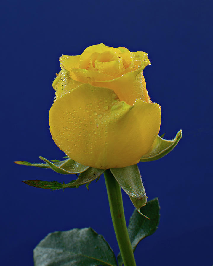 Flower Photograph - Single Yellow Rose by Diane Bell