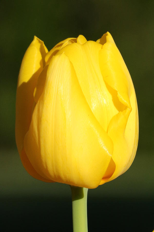 Single Yellow Tulip on Black Photograph by Sheila Brown