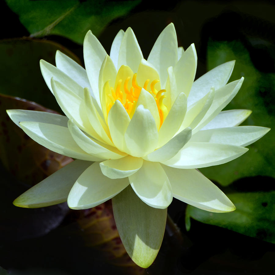 Single Yellow Water Lily Photograph by Kathleen Stephens