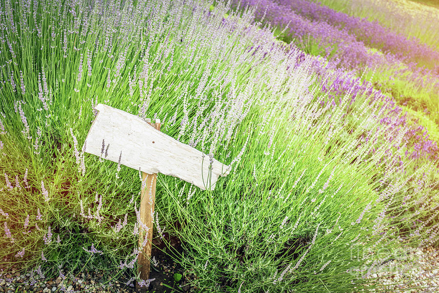 Vintage Photograph - Singpost in grass and lavender field. Rustic board by Michal Bednarek