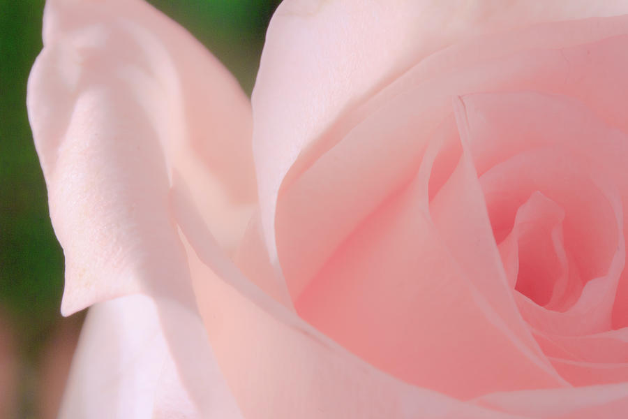 Singular Beautiful Pink Rose Photograph by Joni Eskridge