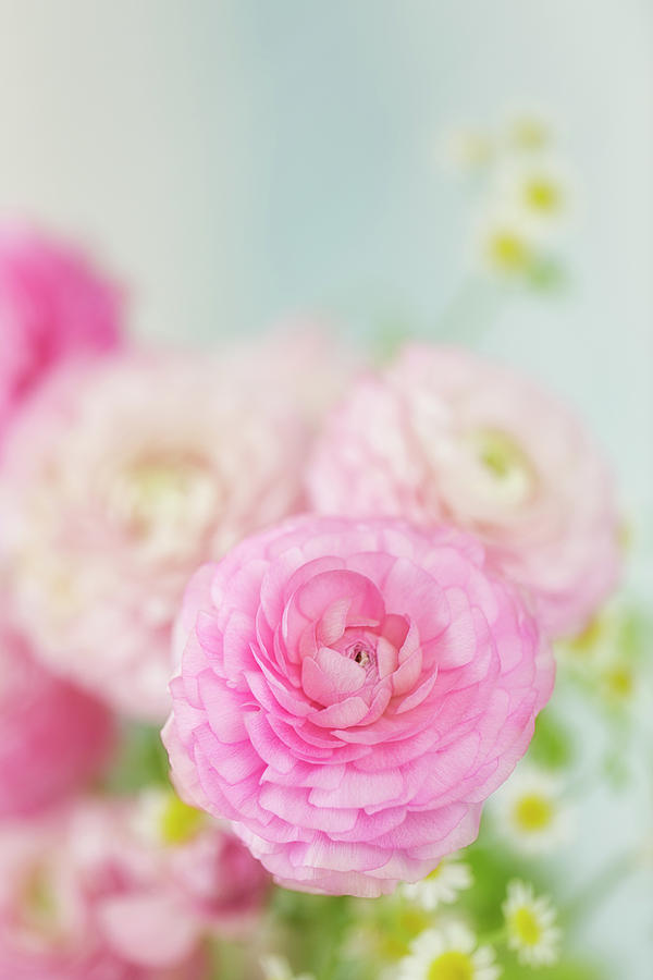 Singular Beauty of Pink Ranunculus Photograph by Susan Gary