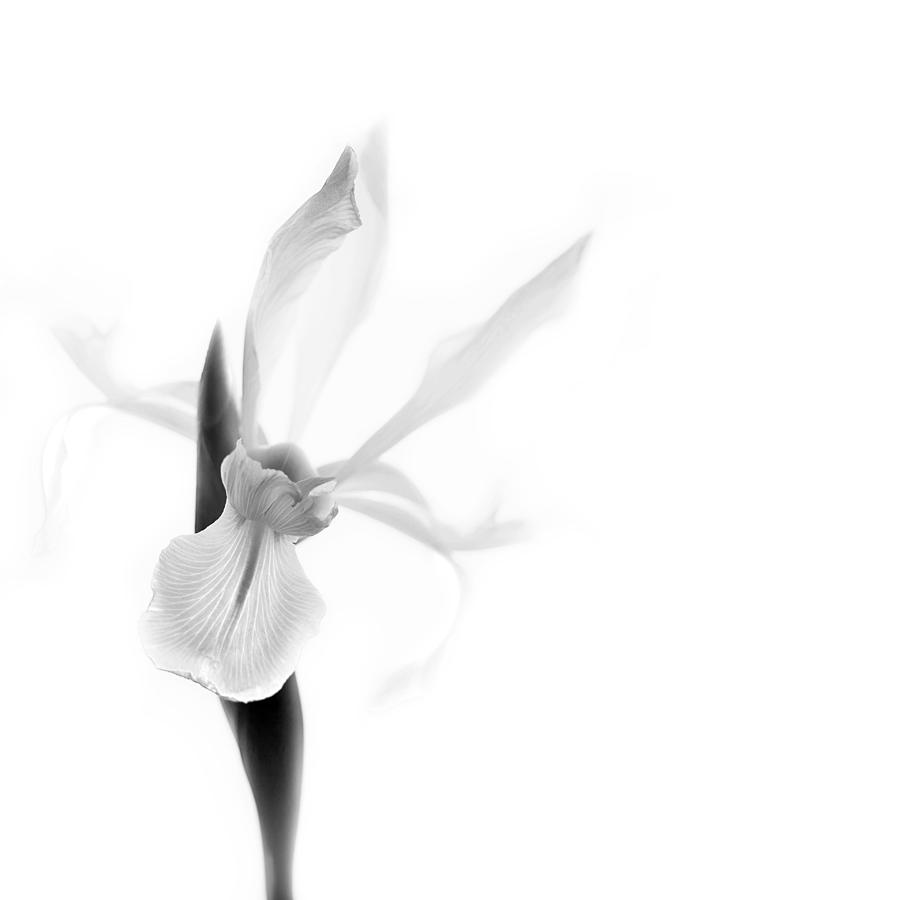 Iris Photograph - Singular Black and White by Rebecca Cozart
