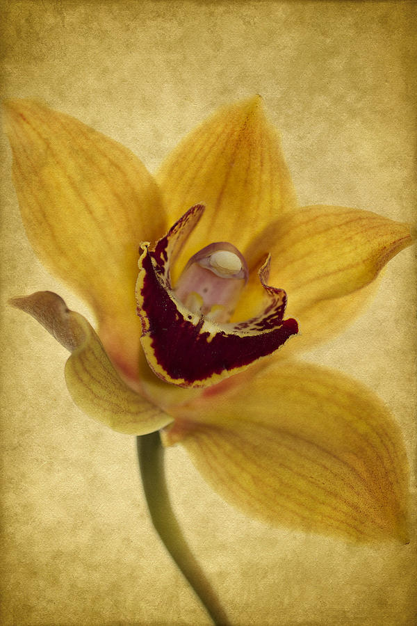 Orchid Photograph - Singular Sensation by Rebecca Cozart