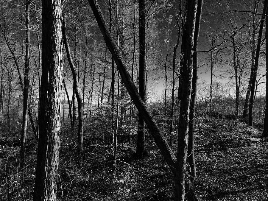 Sinister Forest Photograph by David Barrett - Pixels