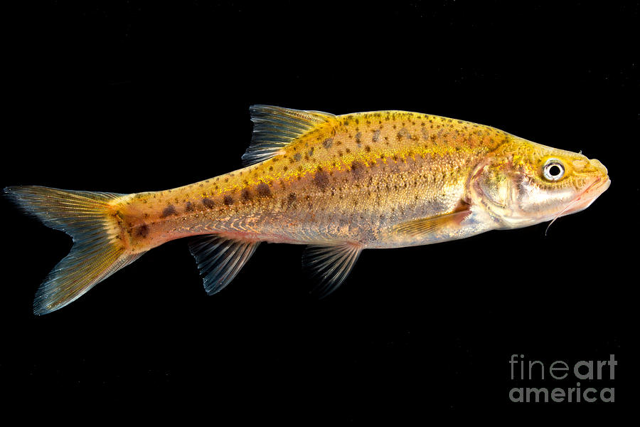 Fish Photograph - Sinocyclocheilus Sp by Dant Fenolio