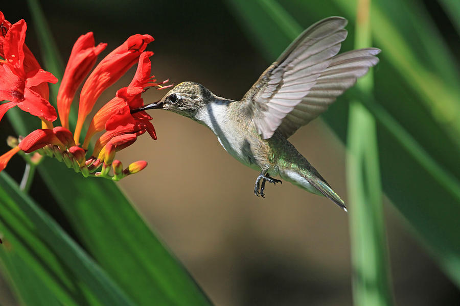 Hummingbird Photograph - Sip-Sip-Hooray by Donna Kennedy