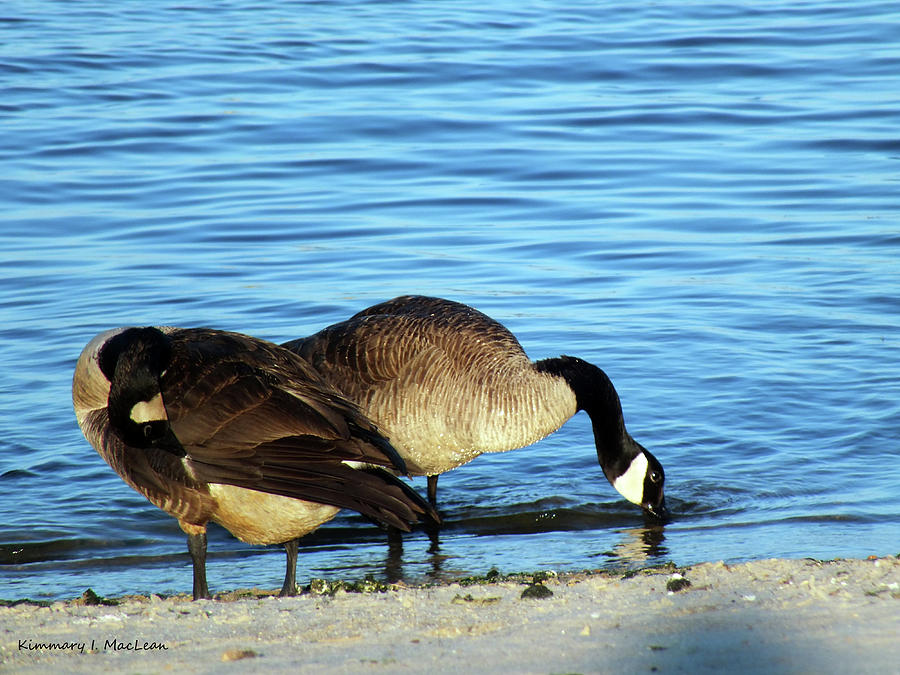 Sipping and Preening on the Beach Photograph by Kimmary MacLean