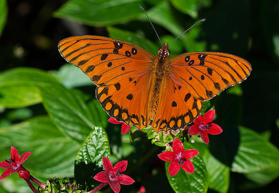 Sipping Gulf Fritillary Photograph by Kenneth Albin