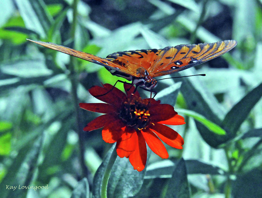 Sipping Nectar Photograph by Kay Lovingood