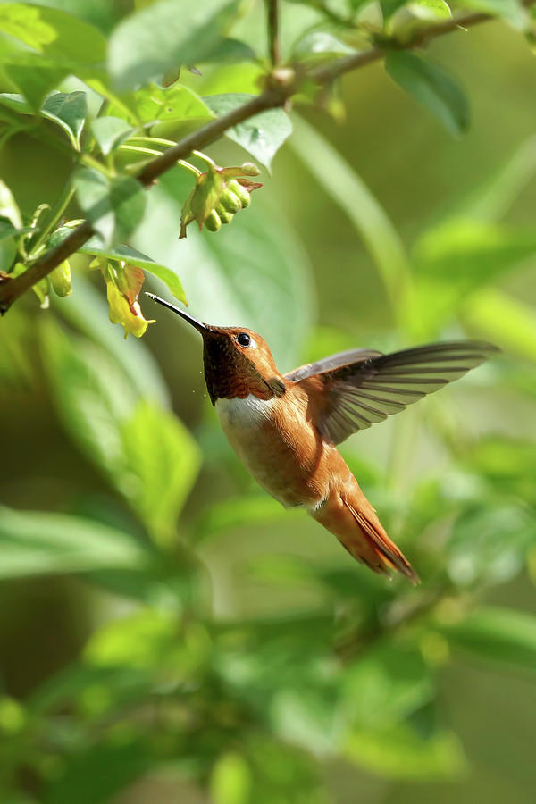 Hummingbird Photograph - Sipping Hummingbird  by Mark Hryciw