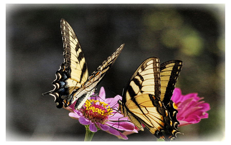 Sipping Nectar Photograph by Ola Allen