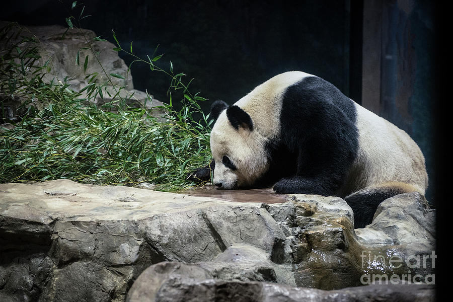 Sipping Panda Photograph by Judy Wolinsky