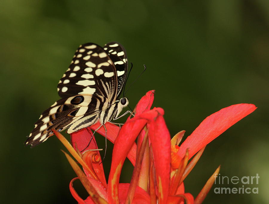  Swallowtail on a red flower Photograph by Ruth Jolly