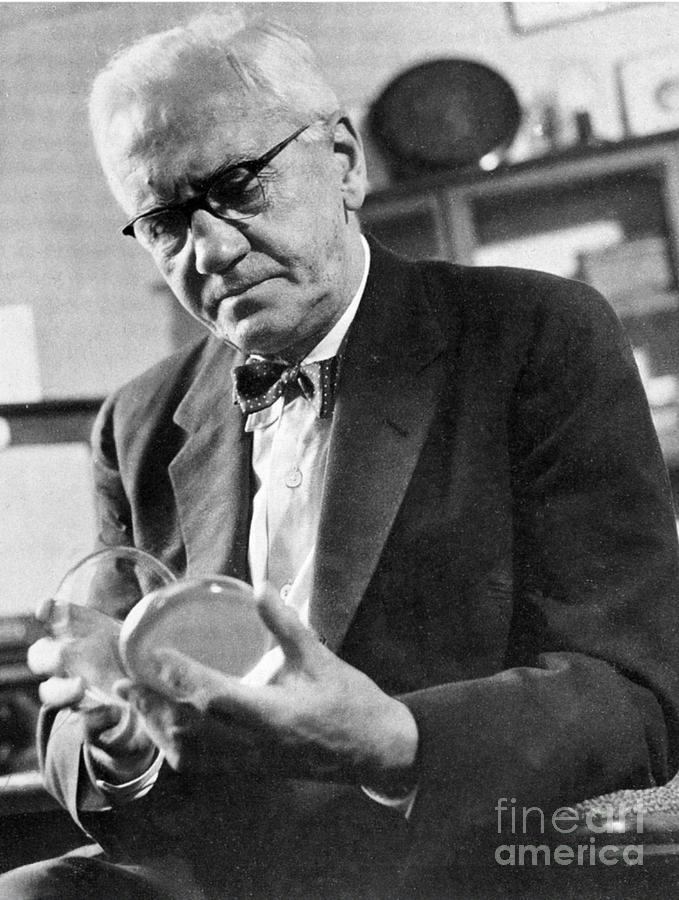 Sir Alexander Fleming, Scottish Photograph by Wellcome Images