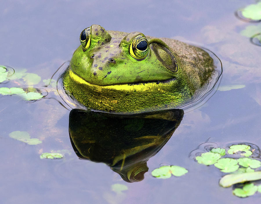 Sir Bull Frog Photograph by Art Cole