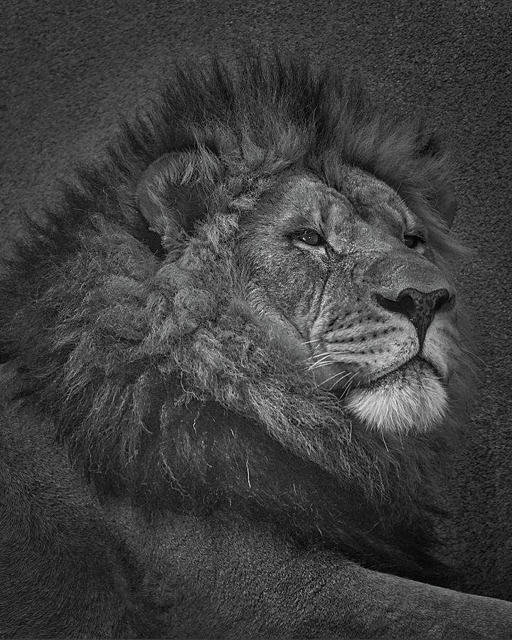 Sir Lion Photograph by Ernest Echols